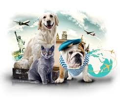 Safe kitten shipping and transport