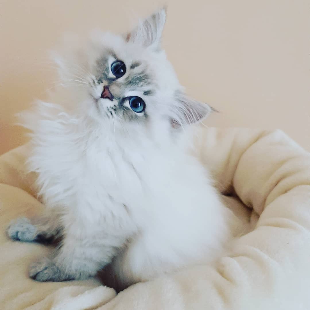 Hermes - White Tabby Siberian Kitten