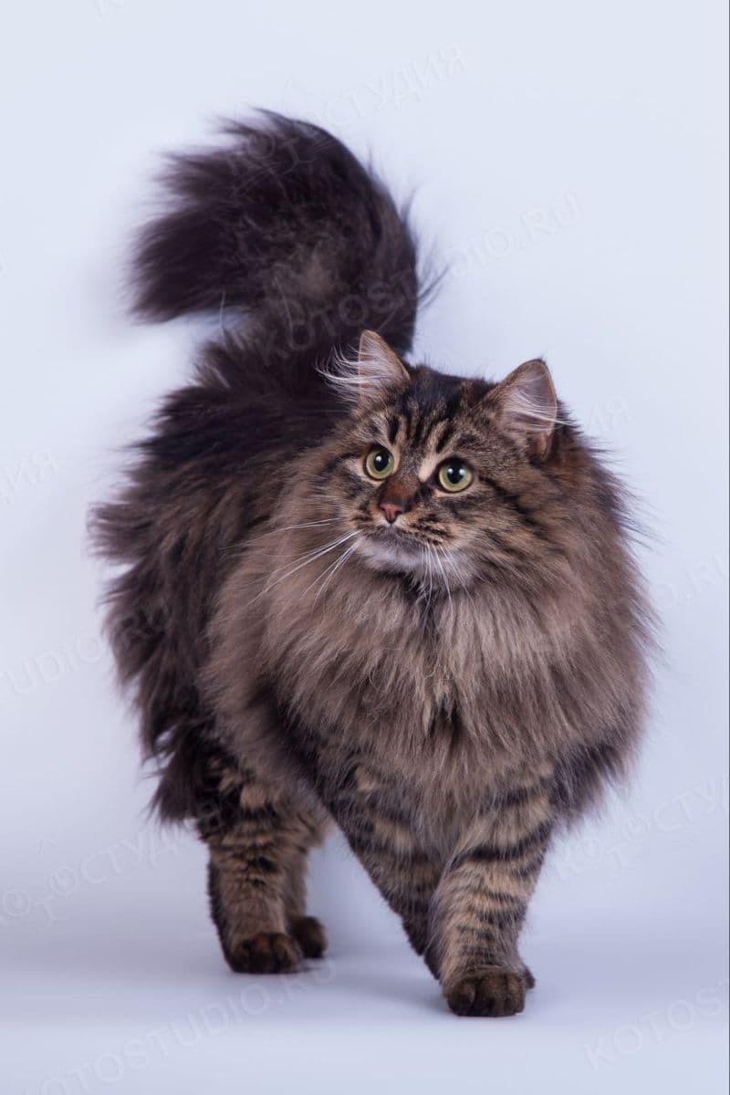 CAT RR Siberian kitten breeder