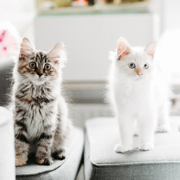 Cia and Carlie - Siberian Kitten Pair