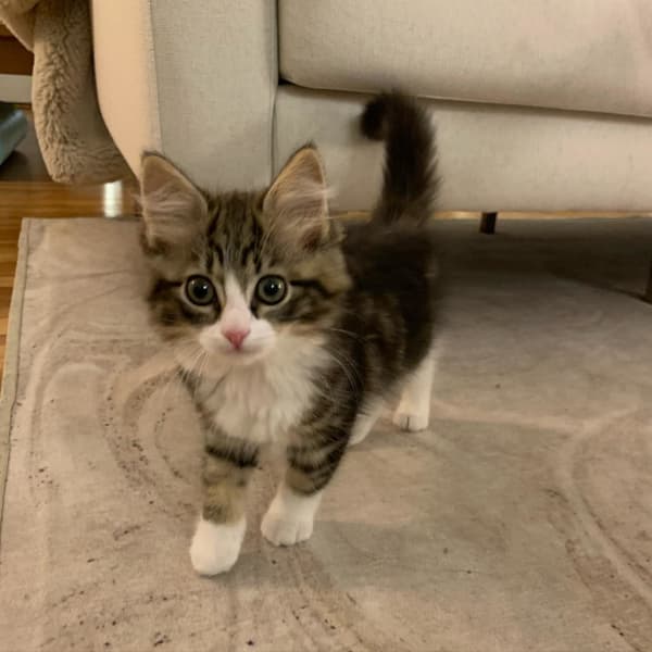 Misco - Brown Mackerel Tabby Siberian Kitten