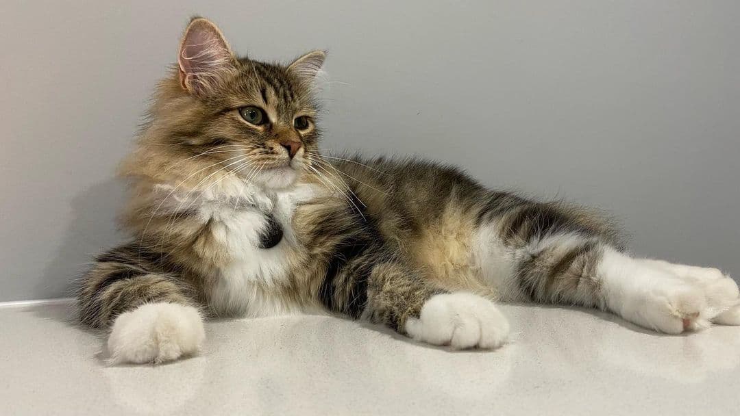 Neron - Brown Mackerel Tabby Siberian Kitten