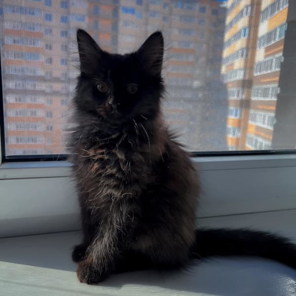 Pushka - Black Tabby Siberian Kitten