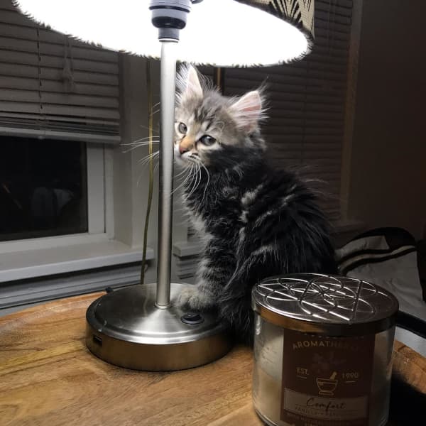 Rocky - Silver Spotted Tabby Siberian Kitten
