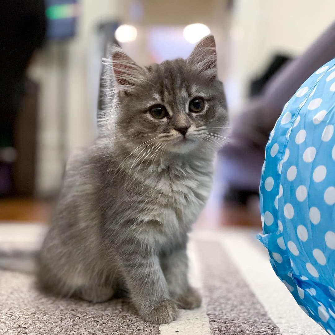 Sprinkle - Blue Classic Tabby Siberian Kitten
